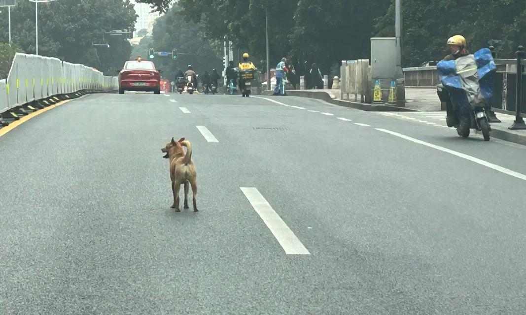 为什么狗身子会发冷？（探究导致狗身体发冷的原因及应对方法）