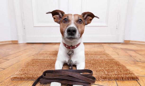 狗为什么抓地板并且叫？（探索狗狗抓地板和叫的原因及行为背后的意义）