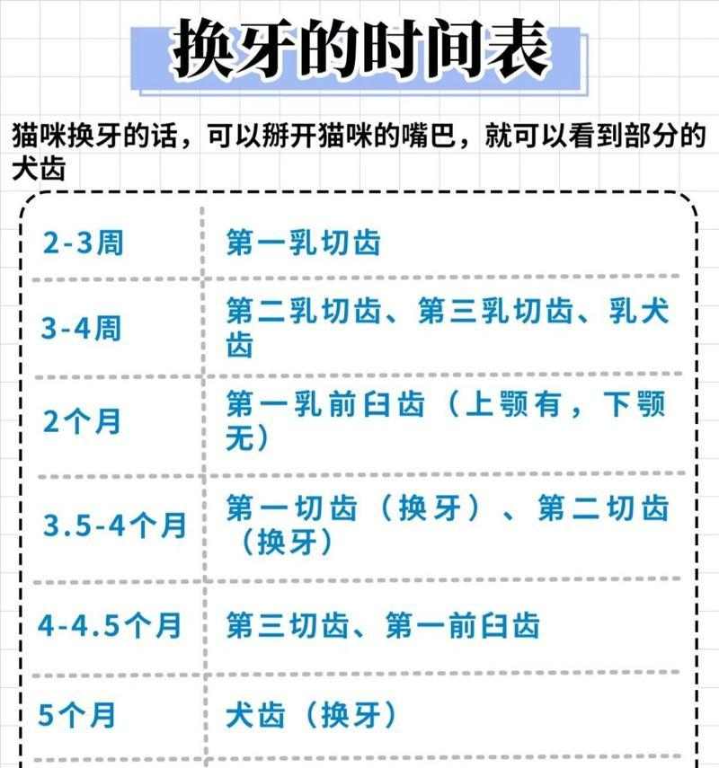 小猫换牙的注意事项（帮助小猫顺利度过换牙期的重要知识）