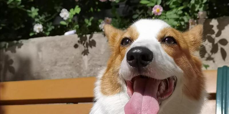 狗的舌头（揭秘狗舌头的秘密，你所不知道的事实）