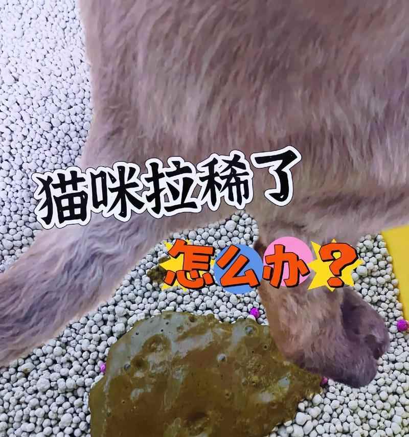 猫咪为什么会呕吐？（探究猫咪呕吐状的原因及处理方法）
