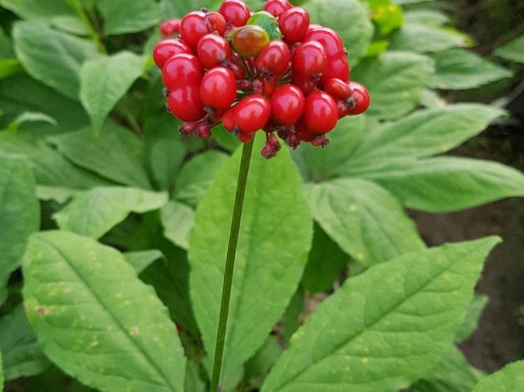 红参生脉饮会导致上火吗?科学解答来了 红参生脉饮会导致上火吗?科学解答来了