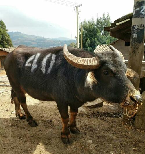 贵州斗牛（贵州斗牛的牛种及特点解析）