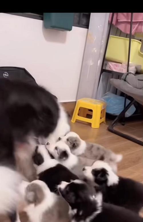 边牧幼犬断奶时间及方法（帮助你了解边牧幼犬断奶的最佳时机和正确方法）
