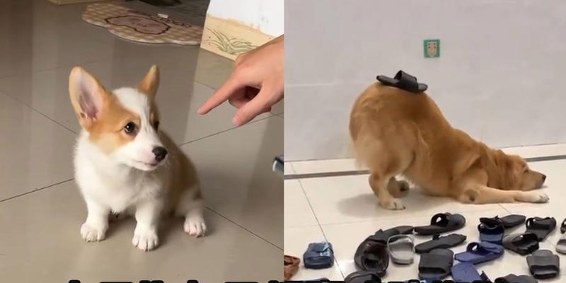 揭秘（探索狗狗行为习惯的奥秘，为何拖鞋成为它们的最爱）
