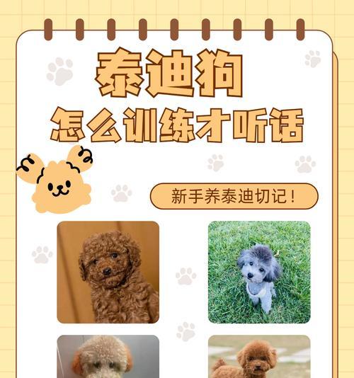 为什么泰迪总是喜欢磨磨嘴巴？（探究泰迪磨嘴巴的原因和意义）