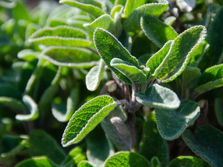 芭蕉心真能缓解牙疼？这些功效要理性看待