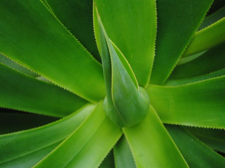 冰糖芦荟的3大真实功效:吃对润肺护肤促消化,吃错可能伤身体 冰糖芦荟的3大真实功效:吃对润肺护肤促消化,吃错可能伤身体