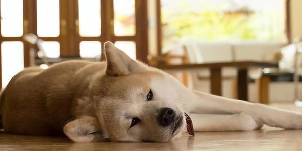 如何帮助你的狗狗克服恐惧（狗狗不知道在害怕什么东西？这是如何解决的！）