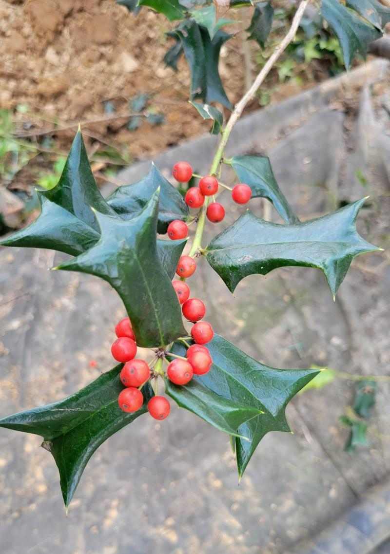狗狗吃的草种类及对它们的影响（解析狗狗食草行为的原因和注意事项）