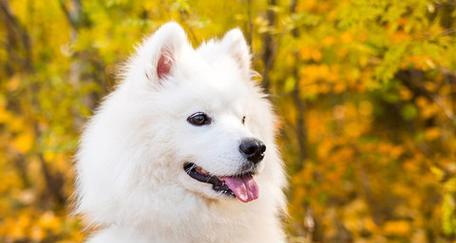 纯白狗毛的美丽和特性（探索全白狗毛背后的神秘世界）