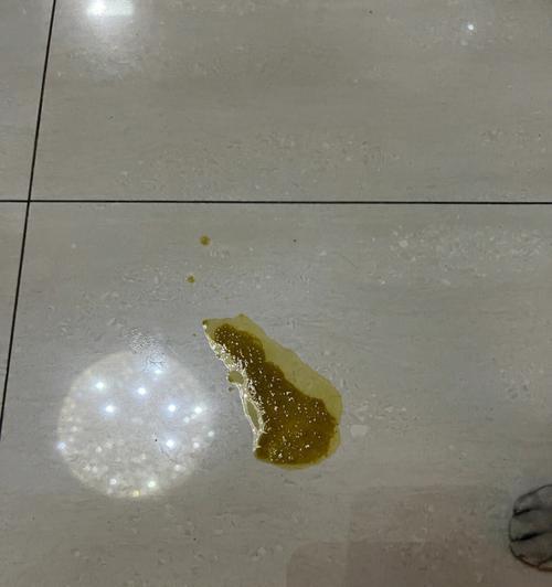 猫为什么经常呕吐？（探究猫呕吐的原因及应对方法）