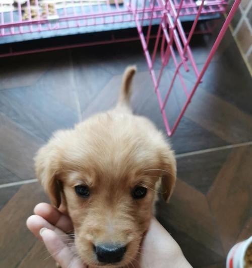 我的金毛宝贝——2个月大的金毛犬（天真活泼的小可爱，陪伴我度过美好时光）