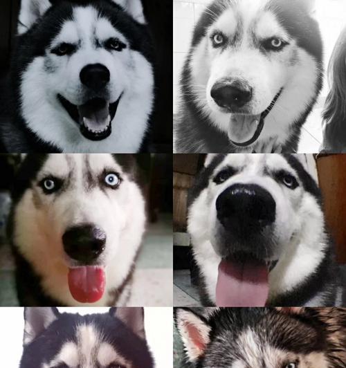 探寻十字脸哈士奇的神秘魅力（展现不同的外貌特征与个性特点）