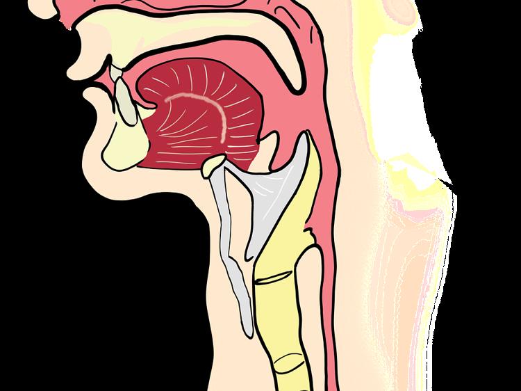 板蓝根能防流感？科学用法与误区一文说清