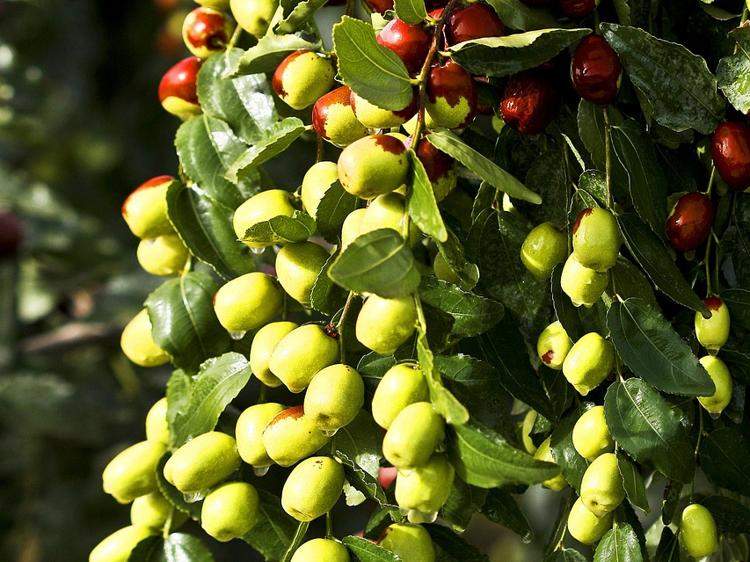 红枣茶真的能补气生血？这些真相要知道