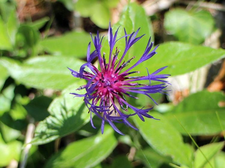 牛膝怎么用才有效？生熟炮制差异及中医用药指南