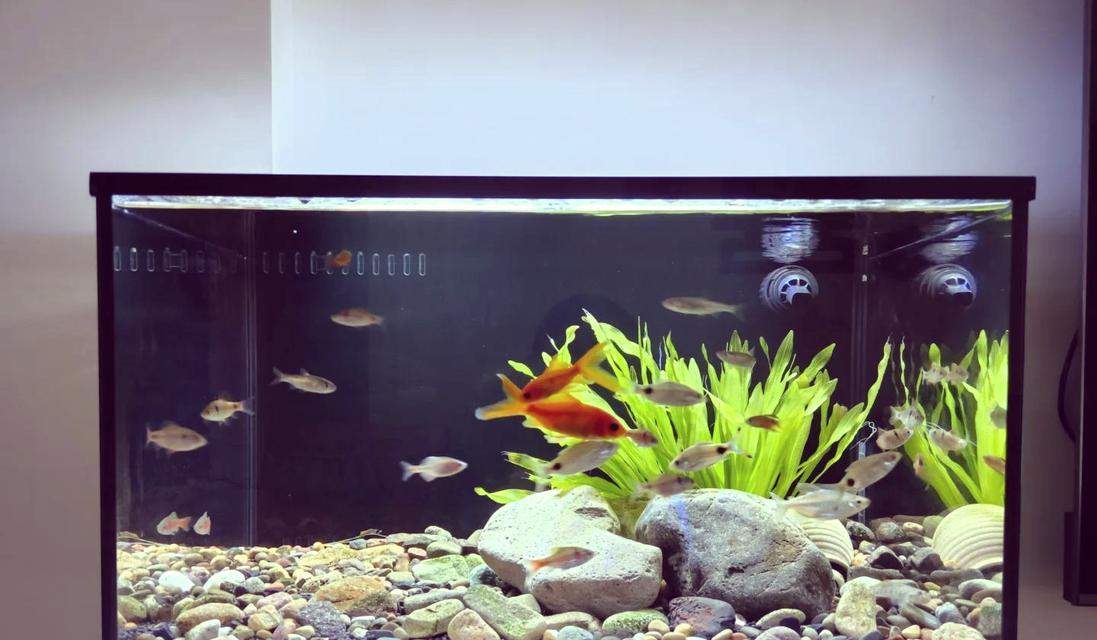 1米五鱼缸的鱼类养殖之道（选择适合1米五鱼缸的鱼类，打造迷人水族乐园）