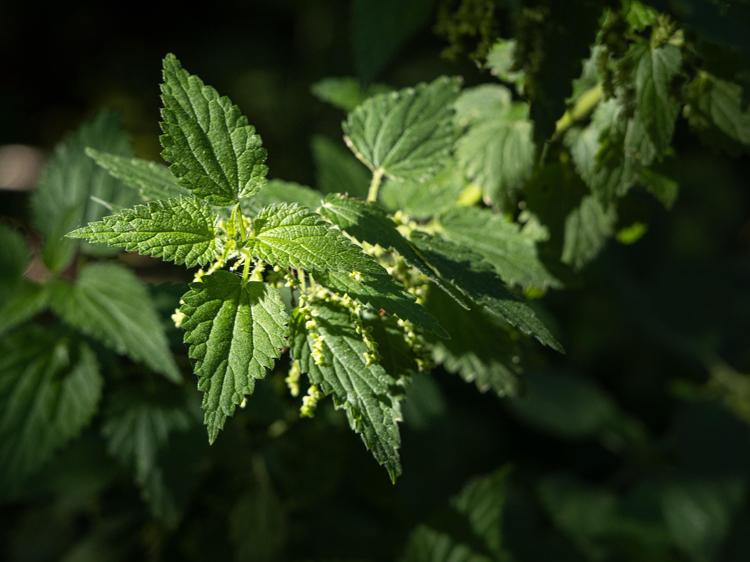 荆芥能缓解头痛?这3种情况用对才有效 荆芥能缓解头痛?这3种情况用对才有效