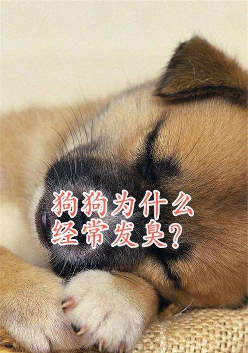 为什么狗狗洗过澡还是臭？（探究狗狗洗澡后依旧散发异味的原因及解决方法）