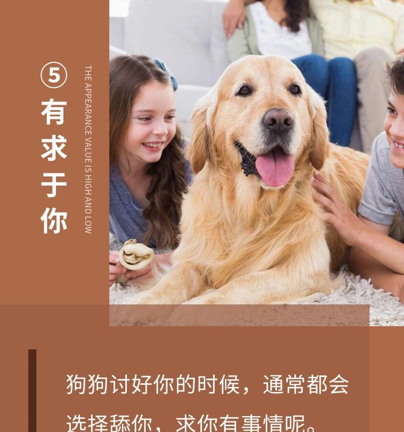 狗狗为何喜欢舔主人？（探寻狗狗舔主人的行为背后的原因与意义）