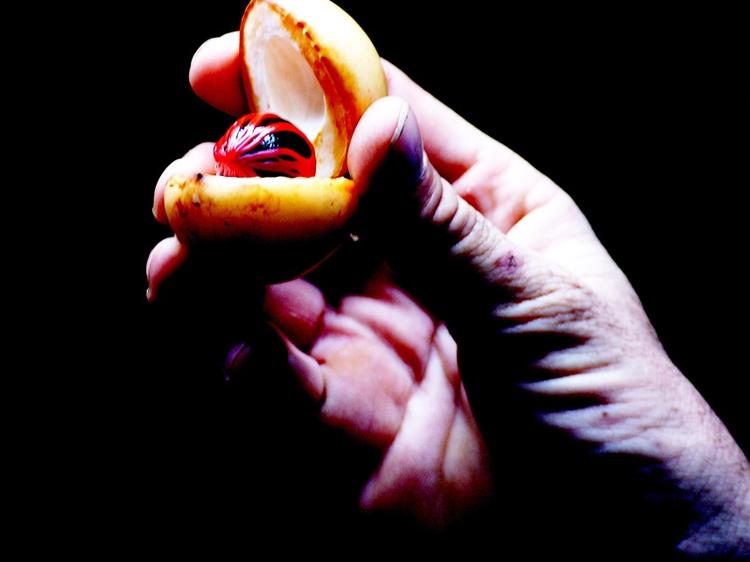 肉蔻和肉豆蔻是同一种？搞懂用法、禁忌与常见误区