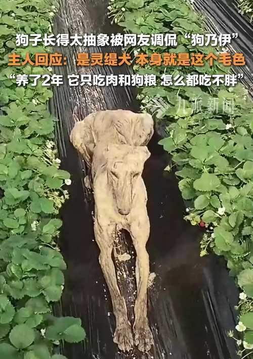 文章详情图片