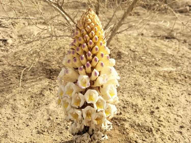 肉苁蓉科学使用指南:功效、误区与场景建议帮你避坑 肉苁蓉科学使用指南:功效、误区与场景建议帮你避坑