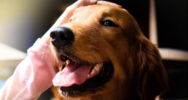 边牧与金毛的混血犬（深入探索边牧与金毛混血犬的特征和魅力）