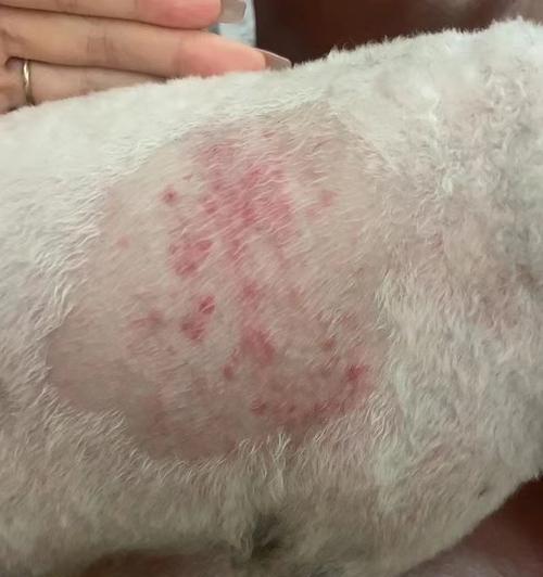 狗得真菌的饮食禁忌（保护你的爱犬远离真菌侵袭的关键）