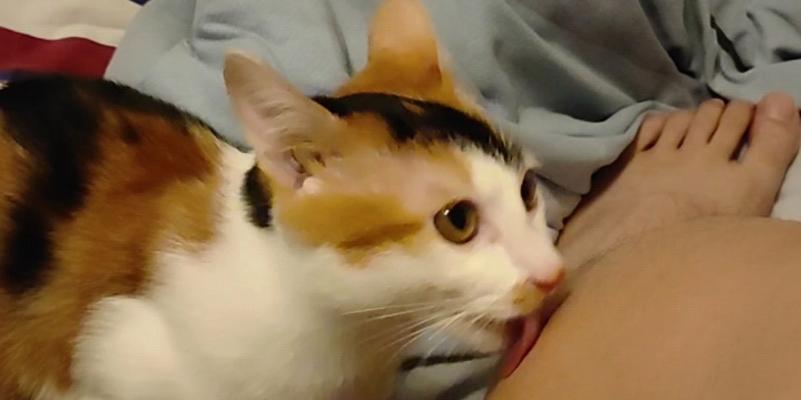 与猫共享美味（猫咪的饮食需求与搭配要点）