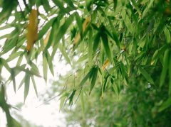 淡竹叶清热除烦：4种火邪场景适用，3类人群需禁用