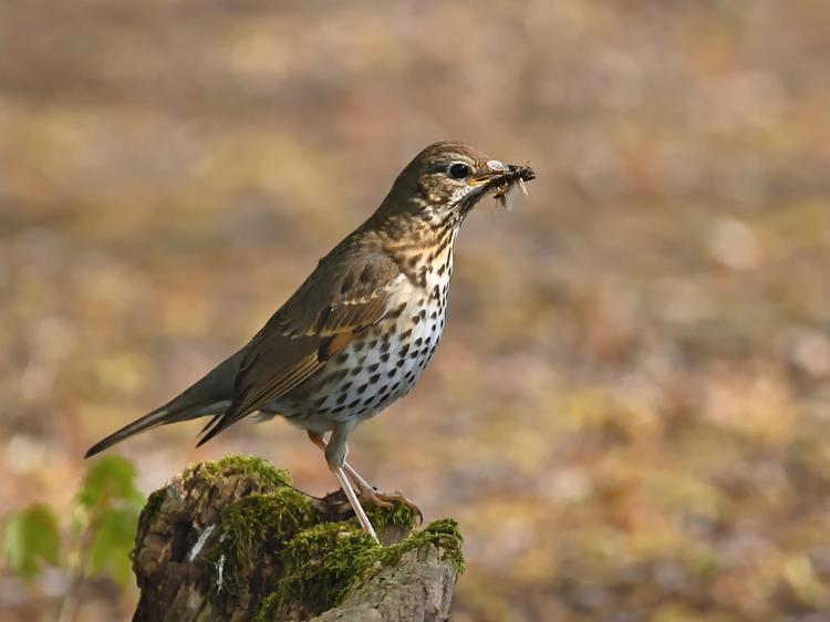 鹅口疮中医病因解析:科学应对让宝宝少遭罪 鹅口疮中医病因解析:科学应对让宝宝少遭罪