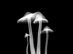 灵芝孢子粉真的有用吗？科学解读其健康益处