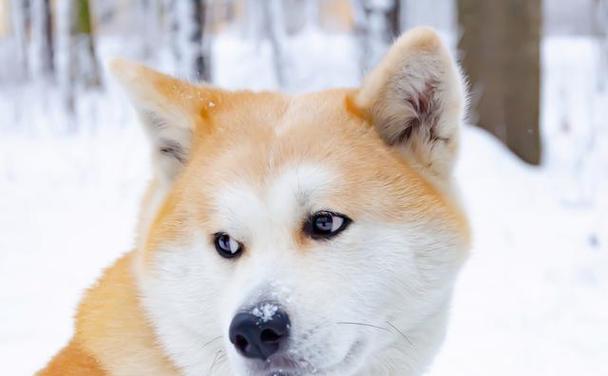 以秋田犬不纯的问题（探讨以秋田犬不纯的不良影响及饲养建议）
