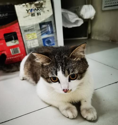 猫的预兆（探索猫的预知能力，从而获得人生的指引）