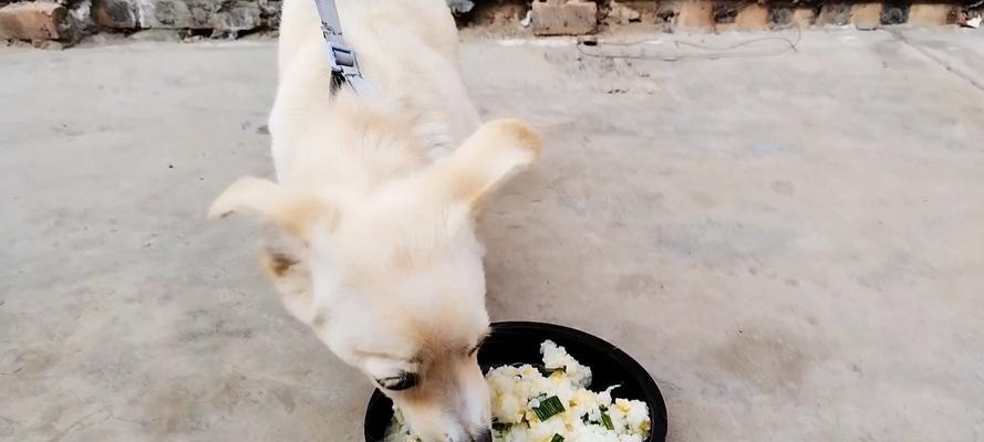 小狗为何不知道饱？（探究小狗食量无限的原因及解决方法）