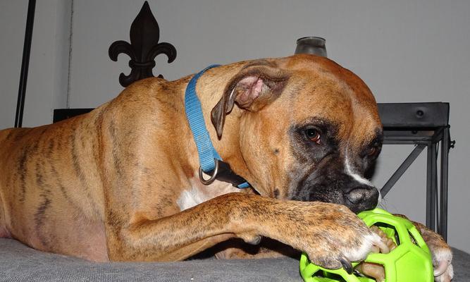 京巴狗的饮食指南（探索适合京巴狗的优质狗粮与营养需求）