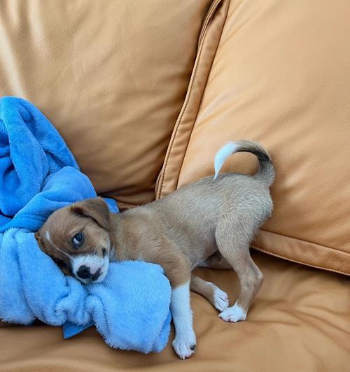 狗狗感冒症状（揭秘狗狗感冒的迹象和处理方法）