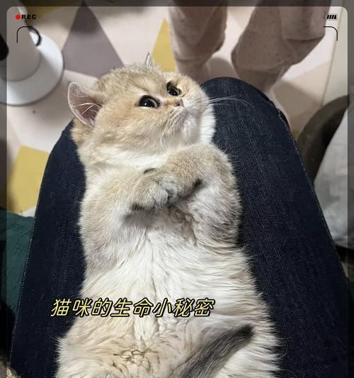 勇敢的猫咪（探索世界，无惧气味的小勇士）