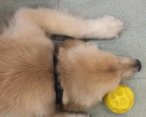 金毛上火的原因及解决方法（了解金毛上火症状，关注金毛健康）