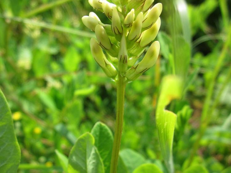 黄芪鲤鱼汤怎么熬？体质适配+加减方+避坑指南