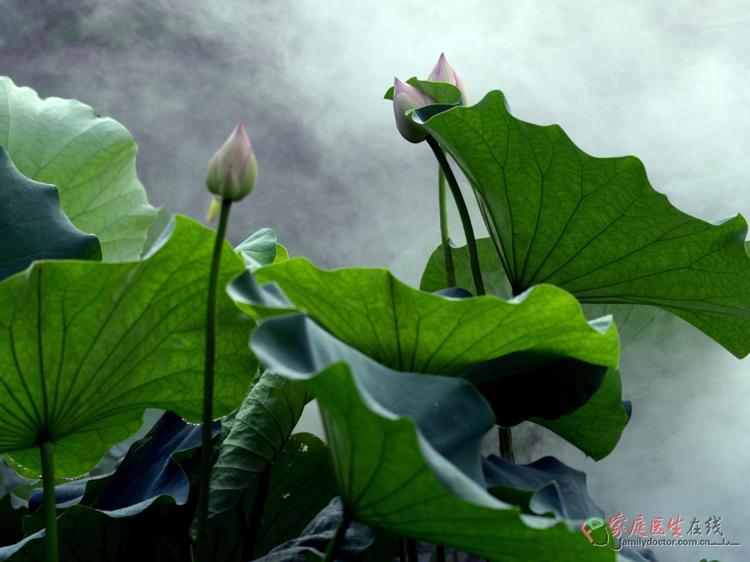 生地黄用对才有效：功效、配伍要点及避坑指南