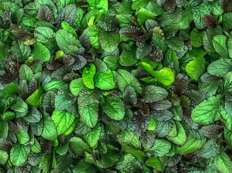 干荷叶泡水晚上能喝吗?3个益处+4个注意事项帮你科学饮用 干荷叶泡水晚上能喝吗?3个益处+4个注意事项帮你科学饮用