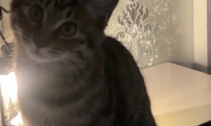 猫咪为什么一直哼哼唧唧？（探究猫咪哼唧的原因及应对方法）