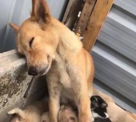 女人为什么愿意当母狗？（探究女性对母性的追求和满足）