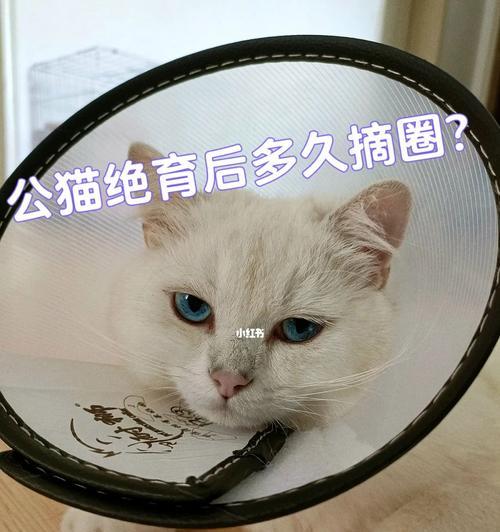 母猫绝育后饮食指南（科学合理的饮食有助于母猫恢复健康）