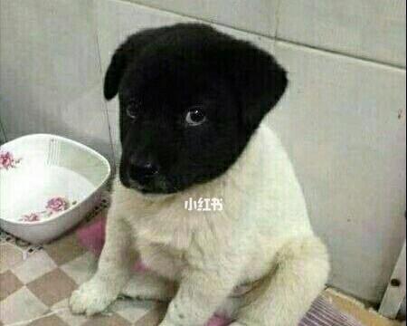 狗压着头的症状及其可能的原因（了解狗压着头的常见症状和可能的健康问题）