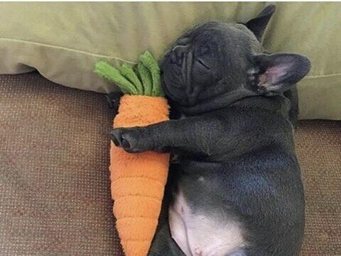 法斗断尾的辩论与实践（探索法斗尾部截断现象的原因、影响和伦理背景）