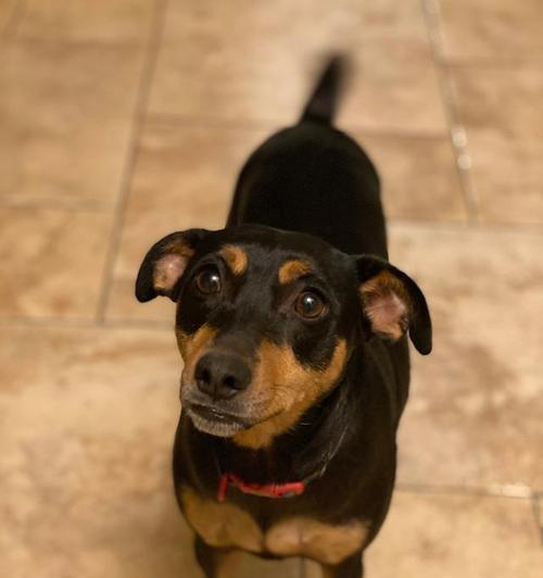 解读腊肠犬（了解腊肠犬的起源、特点与饲养注意事项）